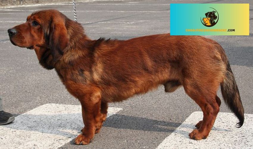 Lợi ích và hậu quả của việc cho chó săn hươu Deerhound ăn thịt sống: Những điều bạn cần biết Lợi ích và hậu quả của việc cho chó săn hươu Deerhound ăn thịt sống: Những điều bạn cần biết